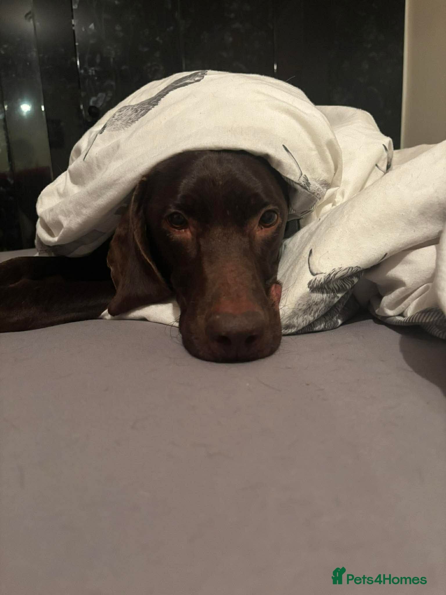 ️ meet wilson photo 11