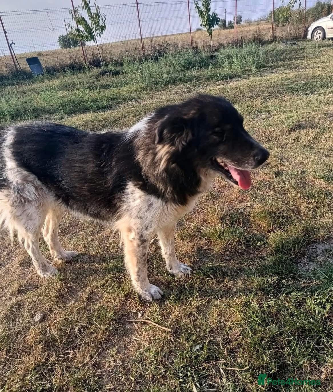 Freya - Norwich Norfolk photo 17