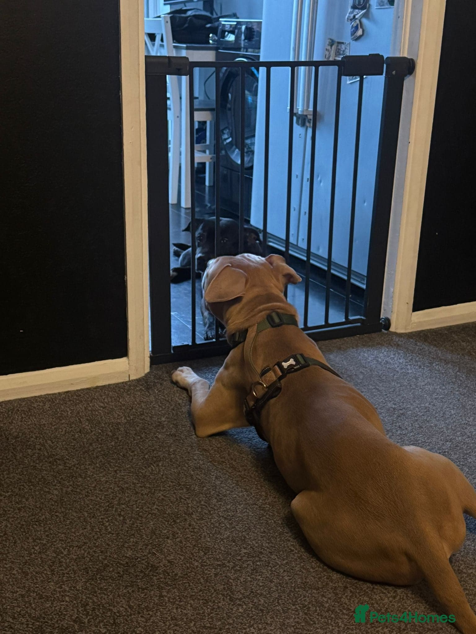 Gorgeous staffie cross photo 3