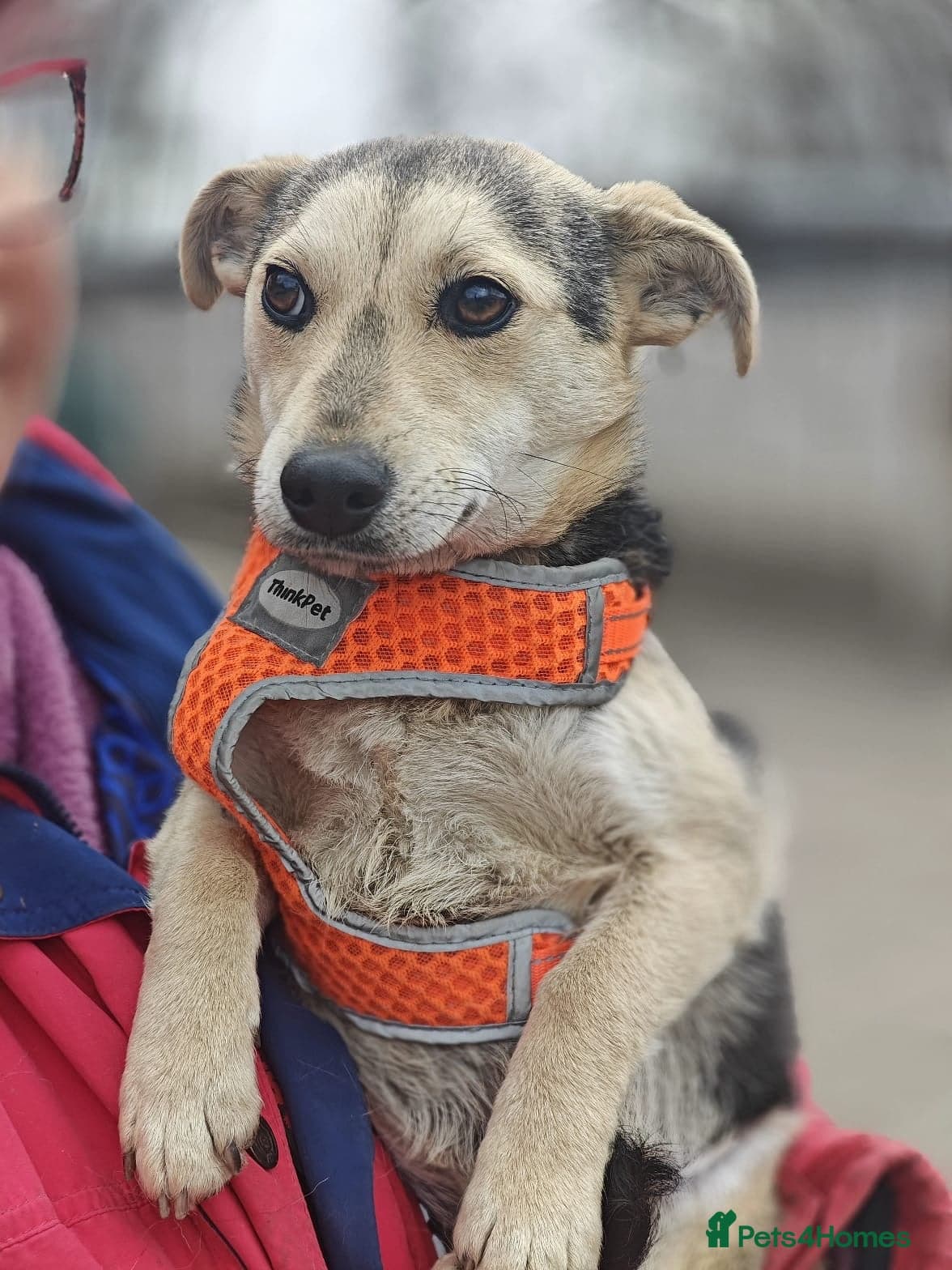 ️🐶 maree photo 6