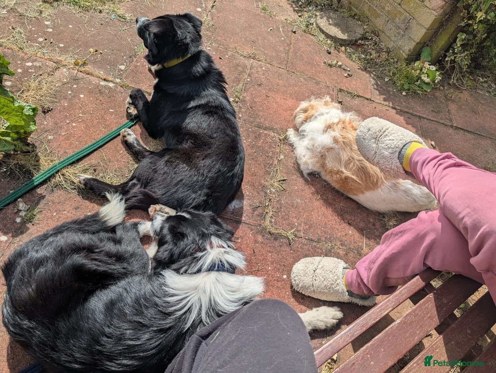 Arthur - Long stratton photo 10