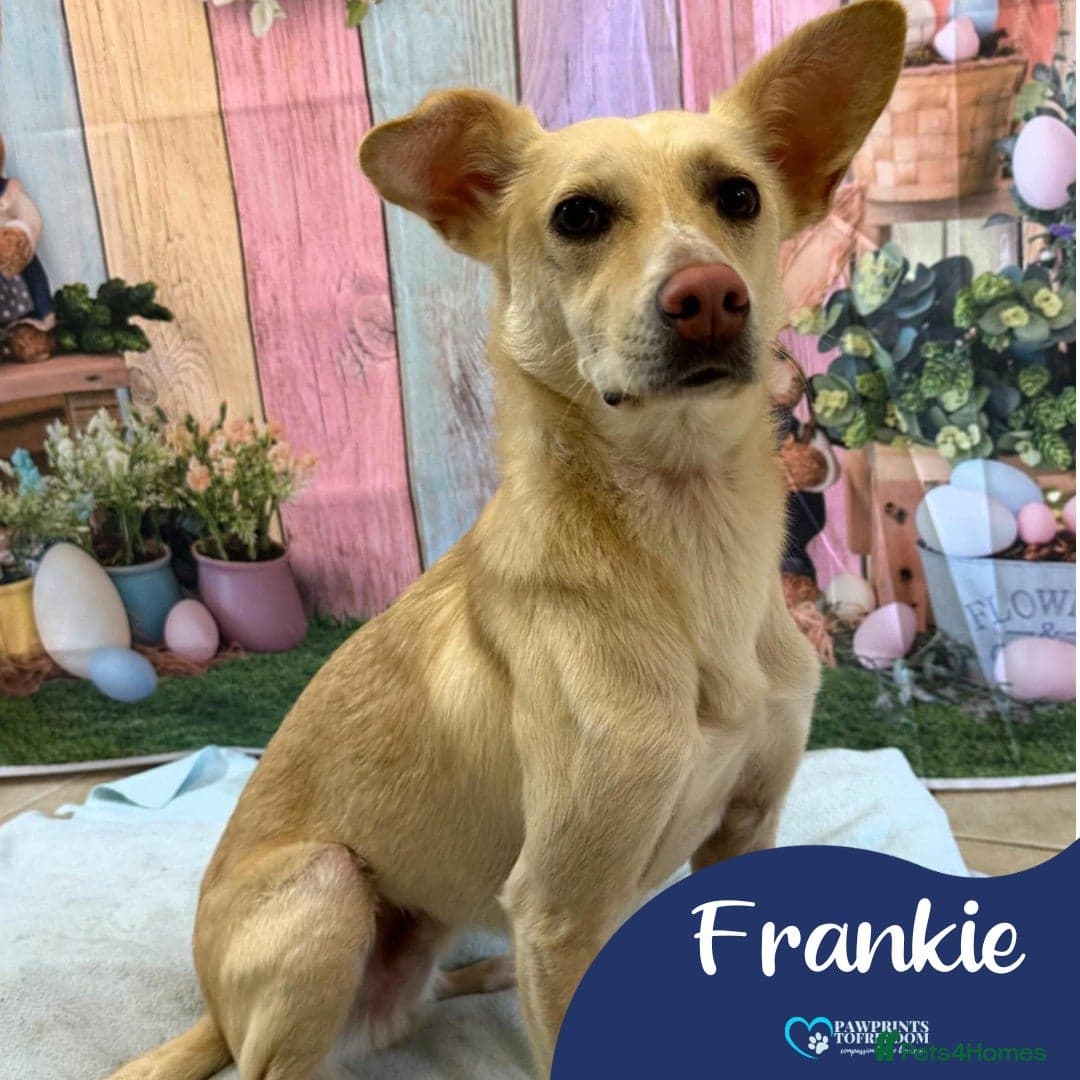 Meet Frankie, currently residing in Peterborough photo 2