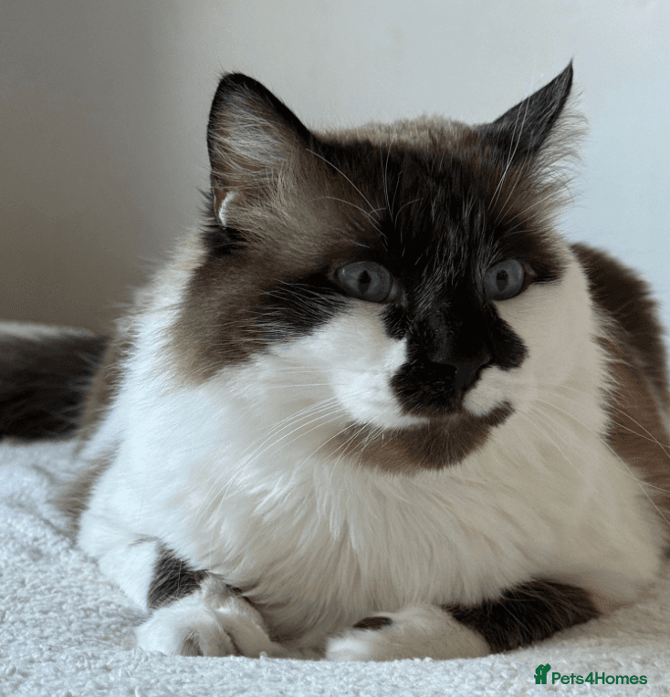 Stunning Lucia: photo 4