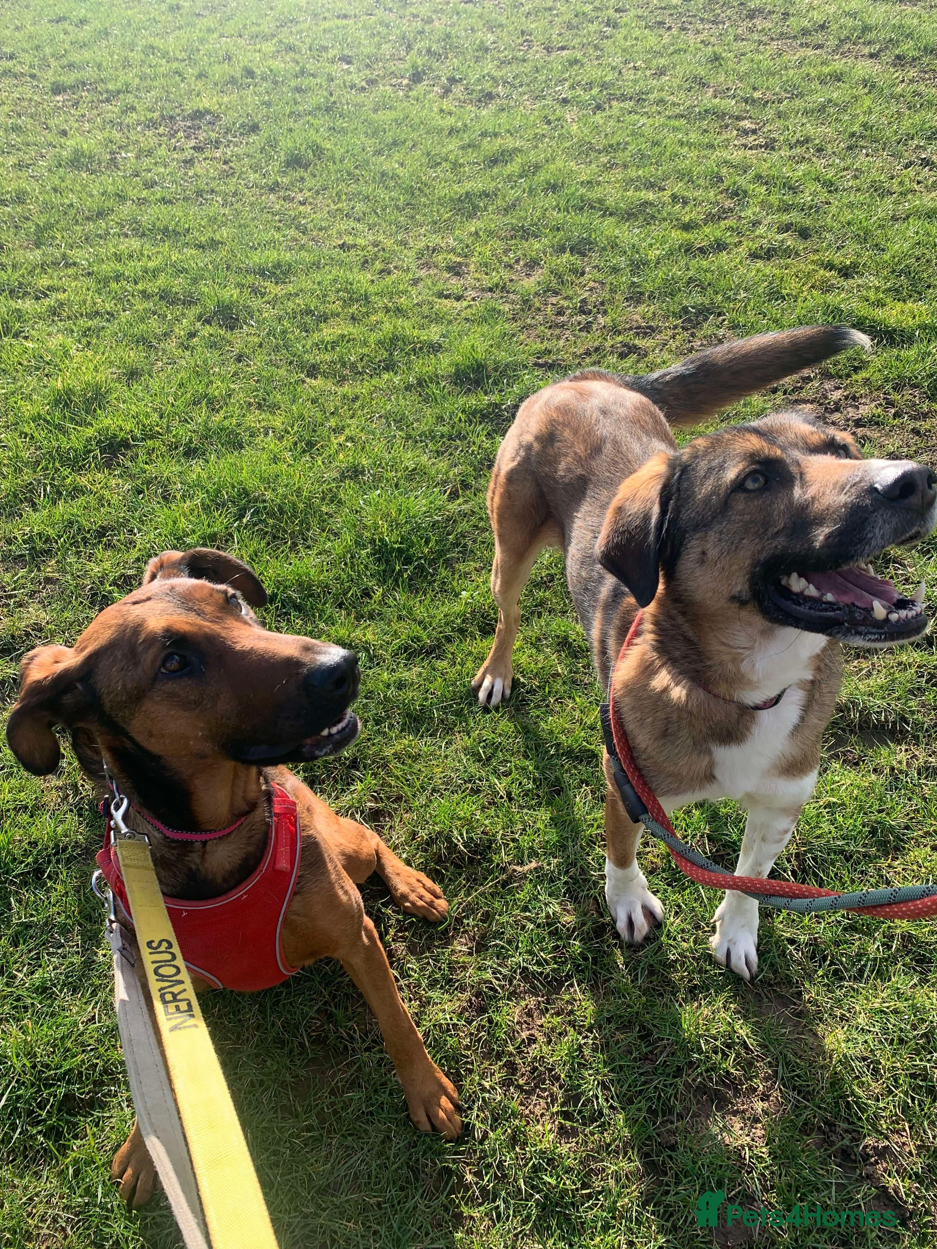 Meet Carrie,currently residing in Cheshire photo 16