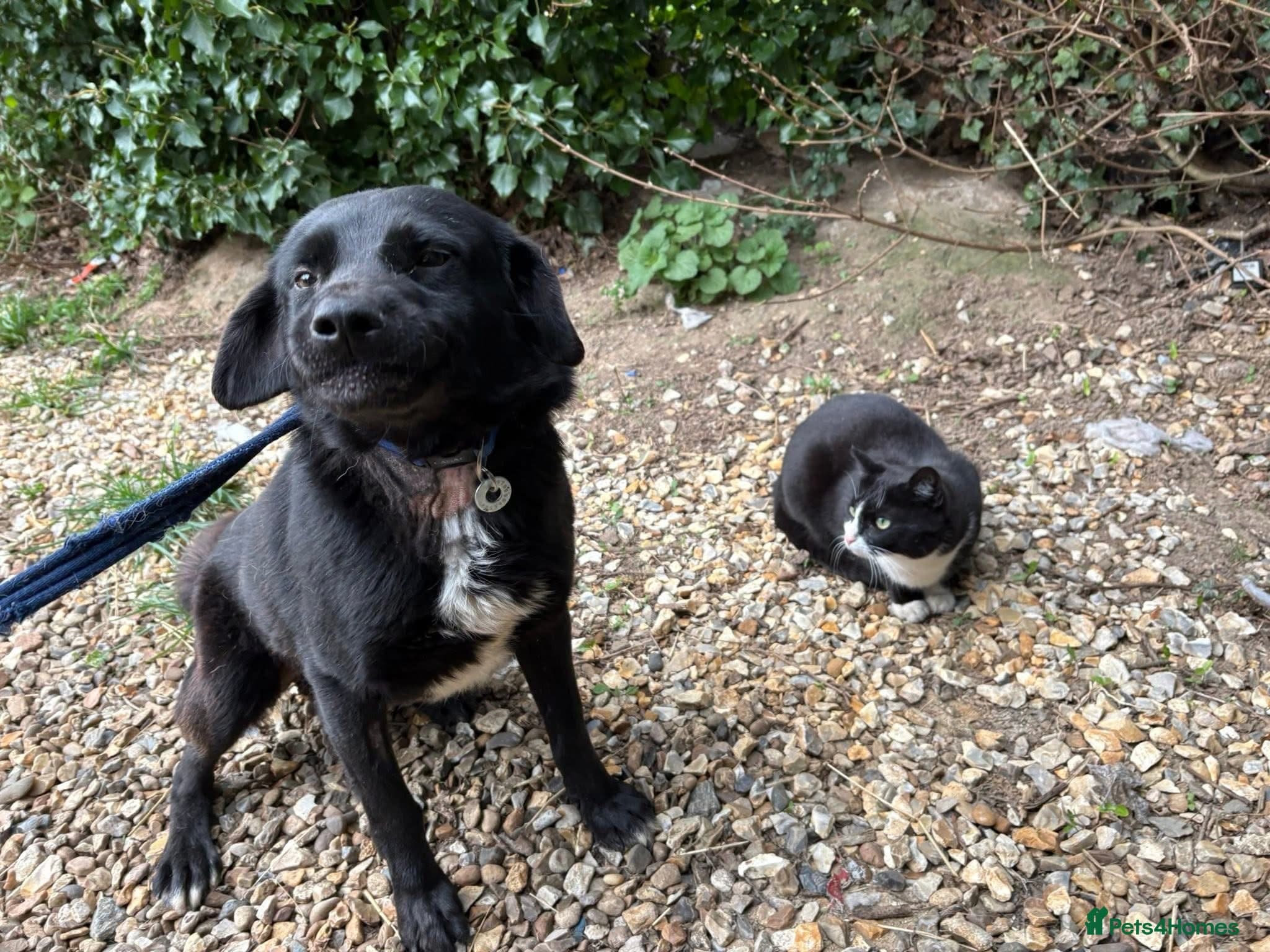 Callum - Norwich Norfolk photo 5