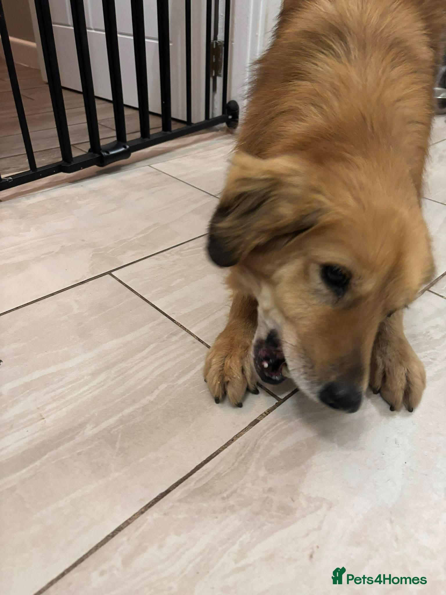 Meet Twiggy,currently residing in Yorkshire photo 3