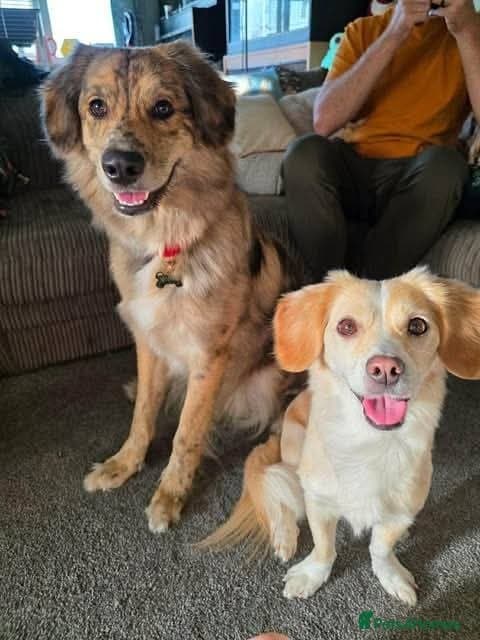 Meet Merlin,currently residing in Gloucestershire — Mixed Breed