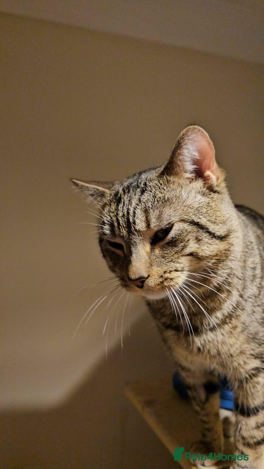 Gentle 10 month rescue MaleCat photo 6