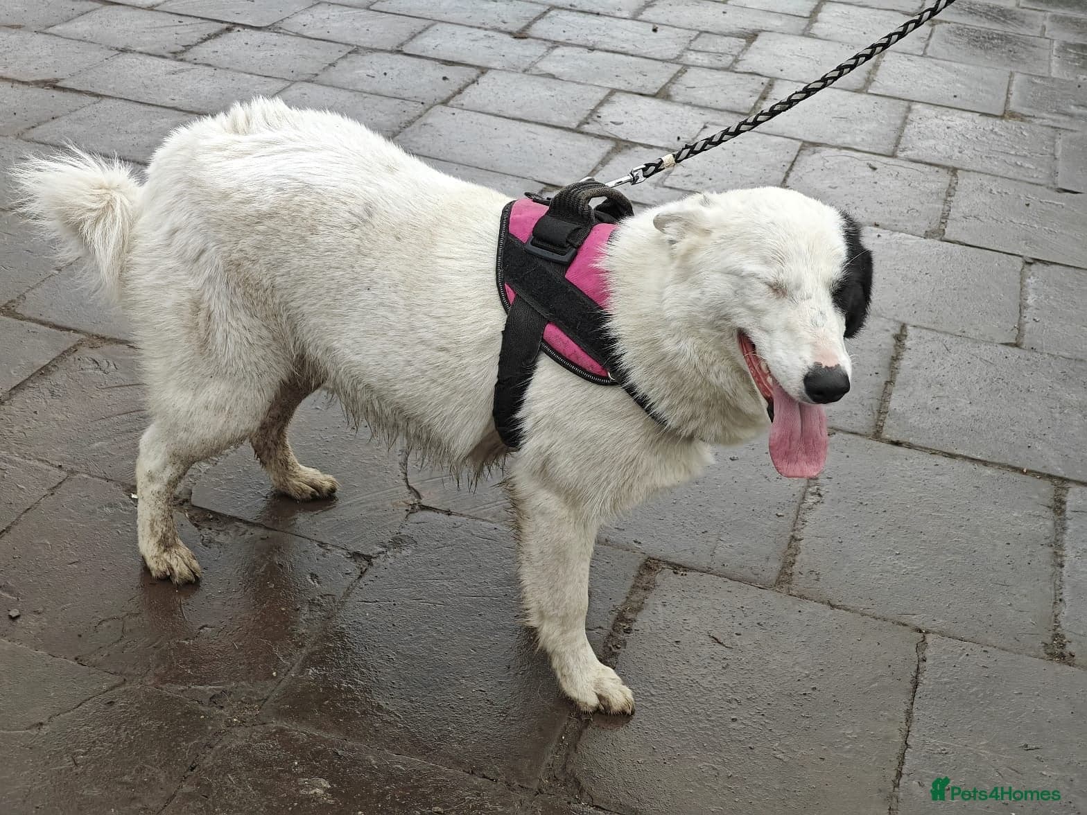 ️🐶 suzy photo 11