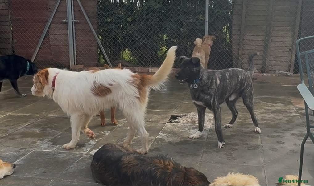 Jasper - Norwich Norfolk photo 12