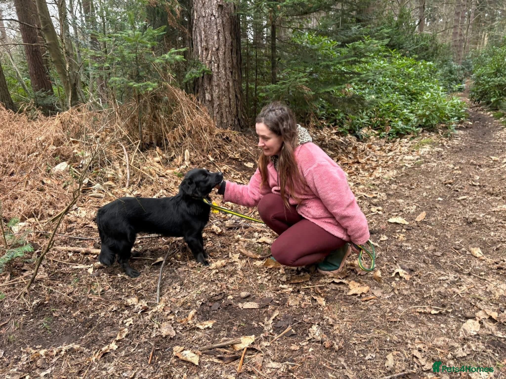 Dante - Norwich Norfolk photo 8