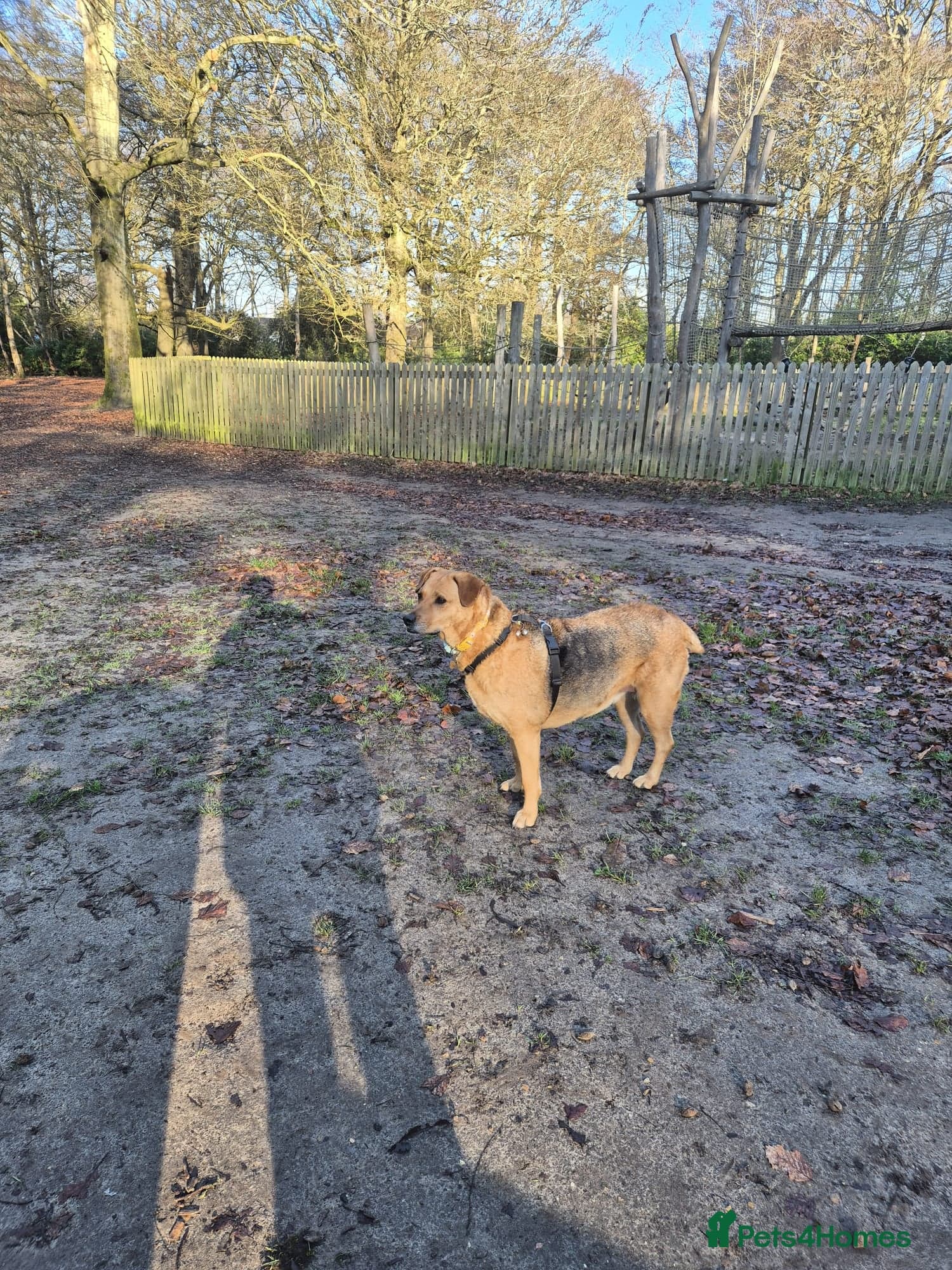 Sweet trinity photo 4