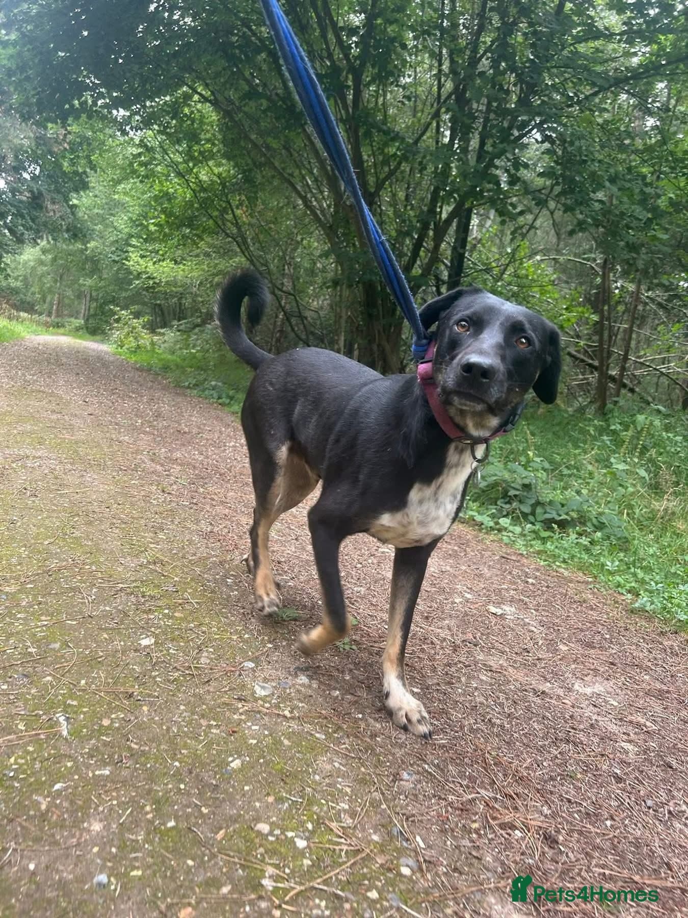 Whiskey. Norwich Norfolk photo 15