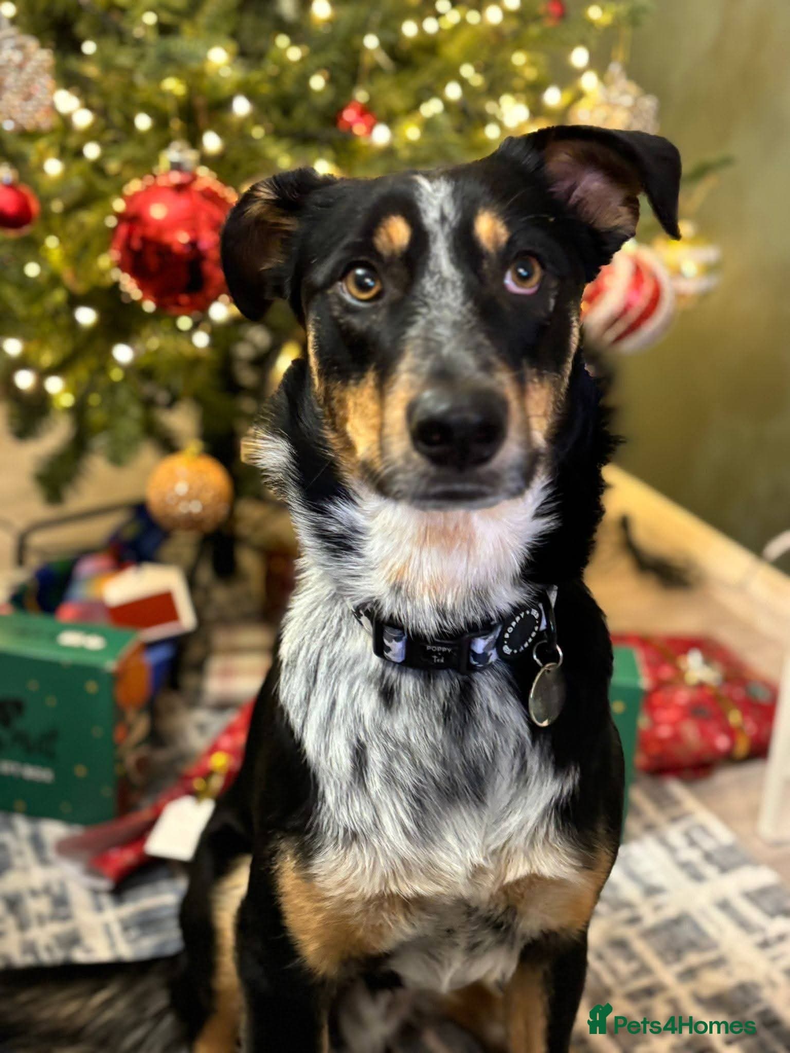 Meet Dave, currently residing in Aberdeen photo 6