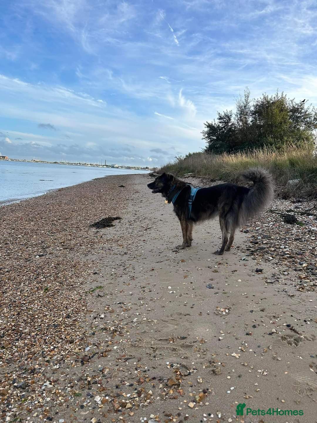 Meet Lenny, currently residing in Southsea photo 7