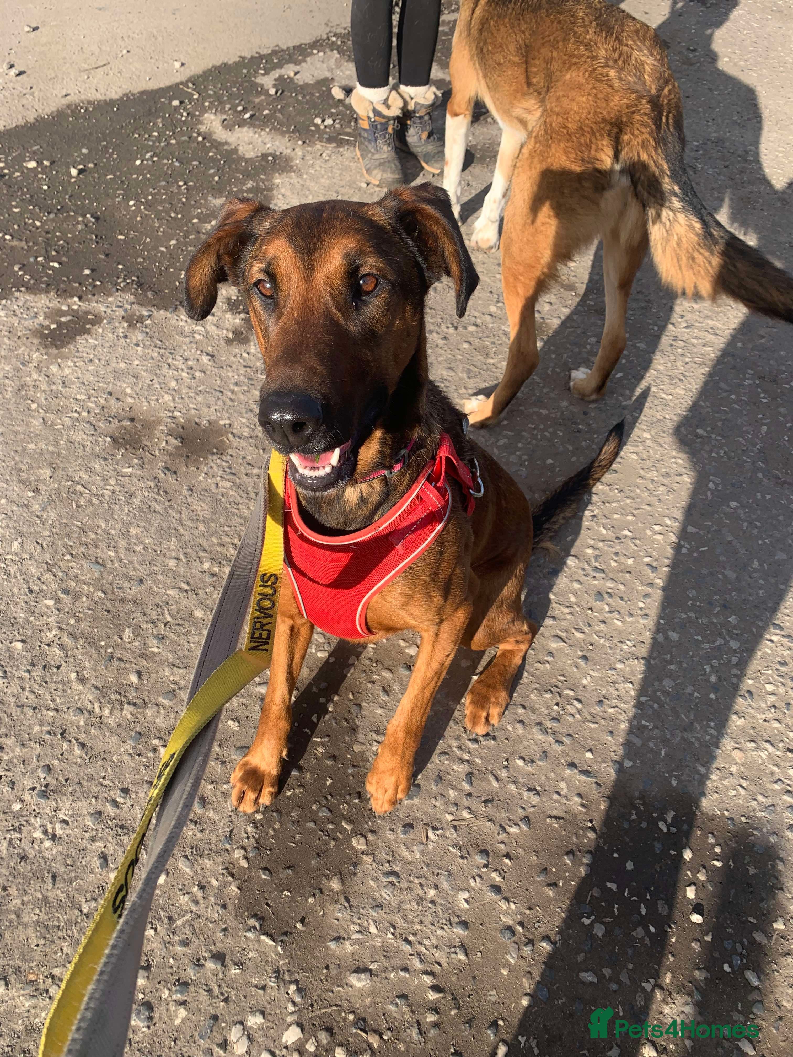 Meet Carrie,currently residing in Cheshire — Mixed Breed