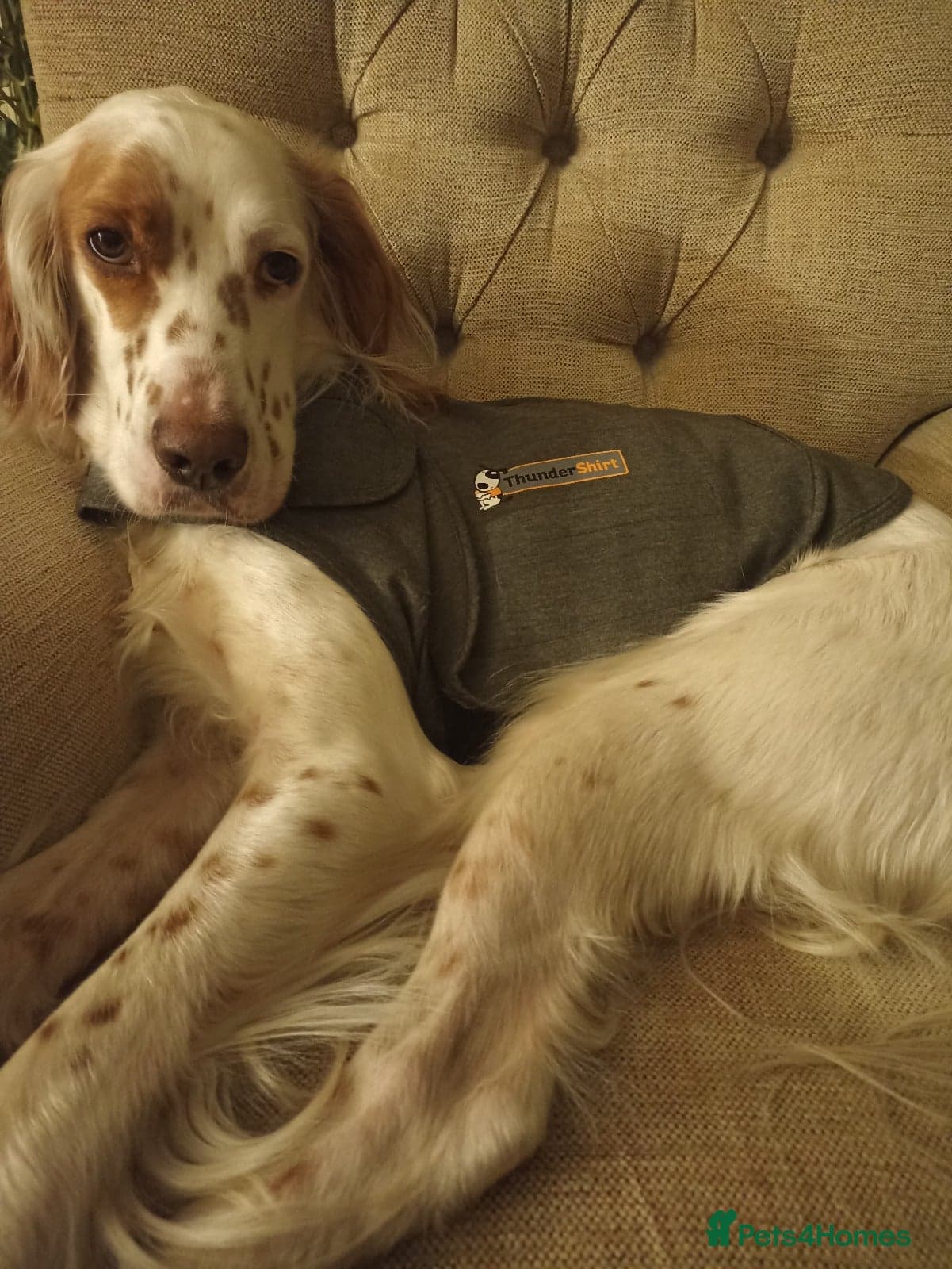 Parchi (Lucas) photo 11