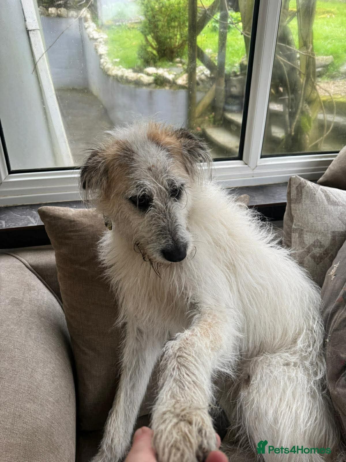 KALLIE- 18 months, loves dogs/playful/active/rural photo 5