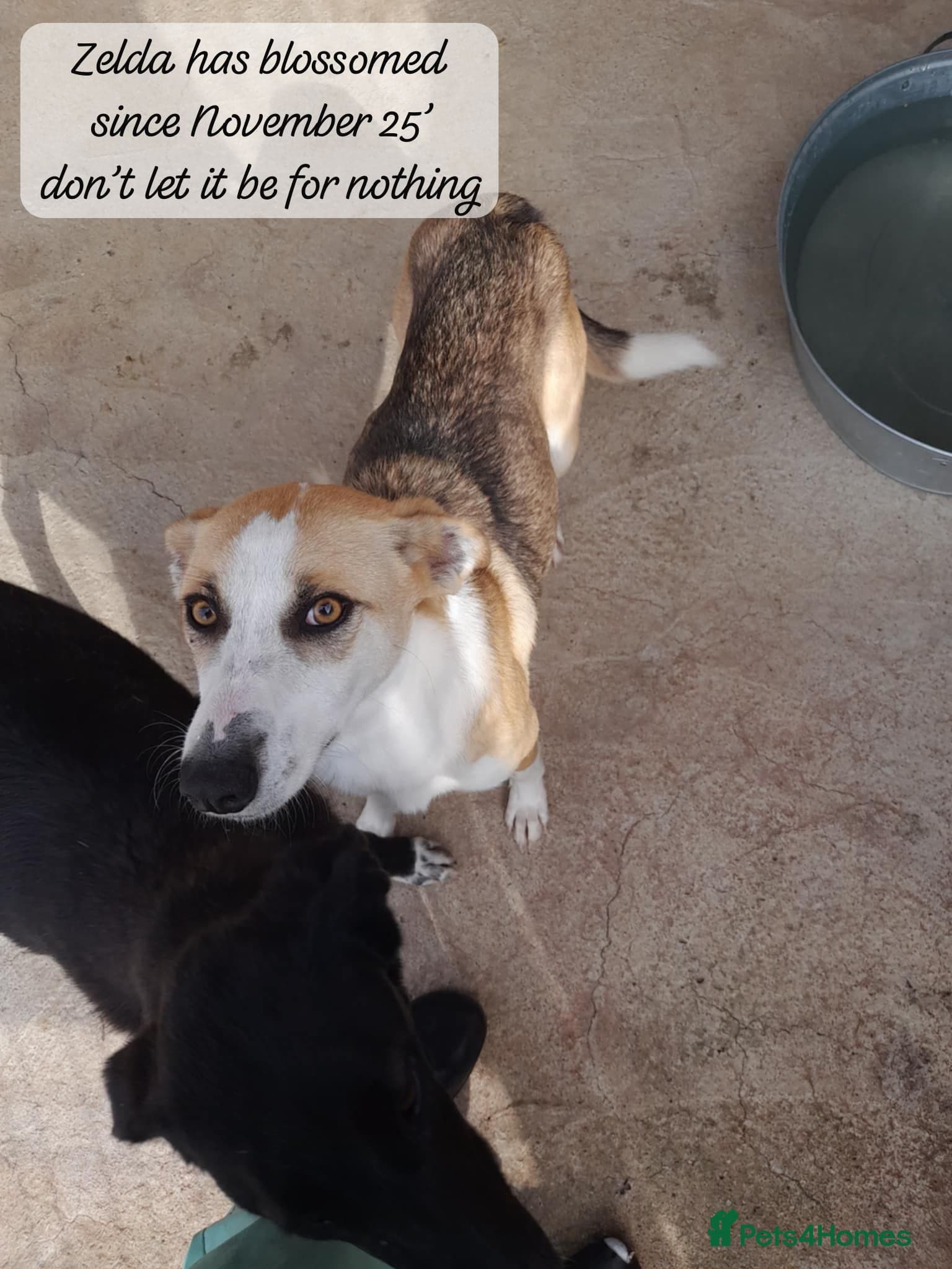 Zelda, 3 yrs old approx. photo 7