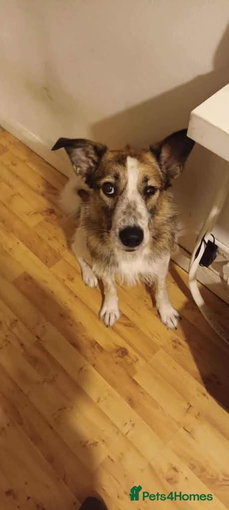 Meet Winnie, currently residing in Wirral photo 6