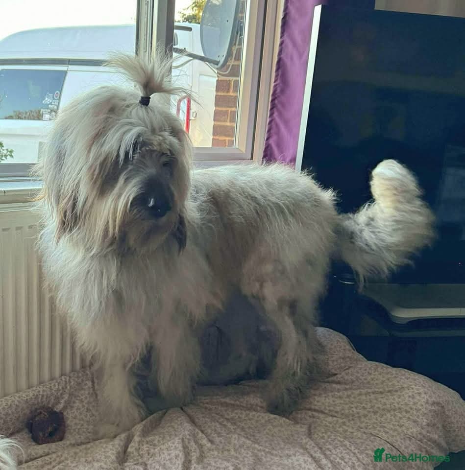 Oscar - our bear boy💚 photo 4