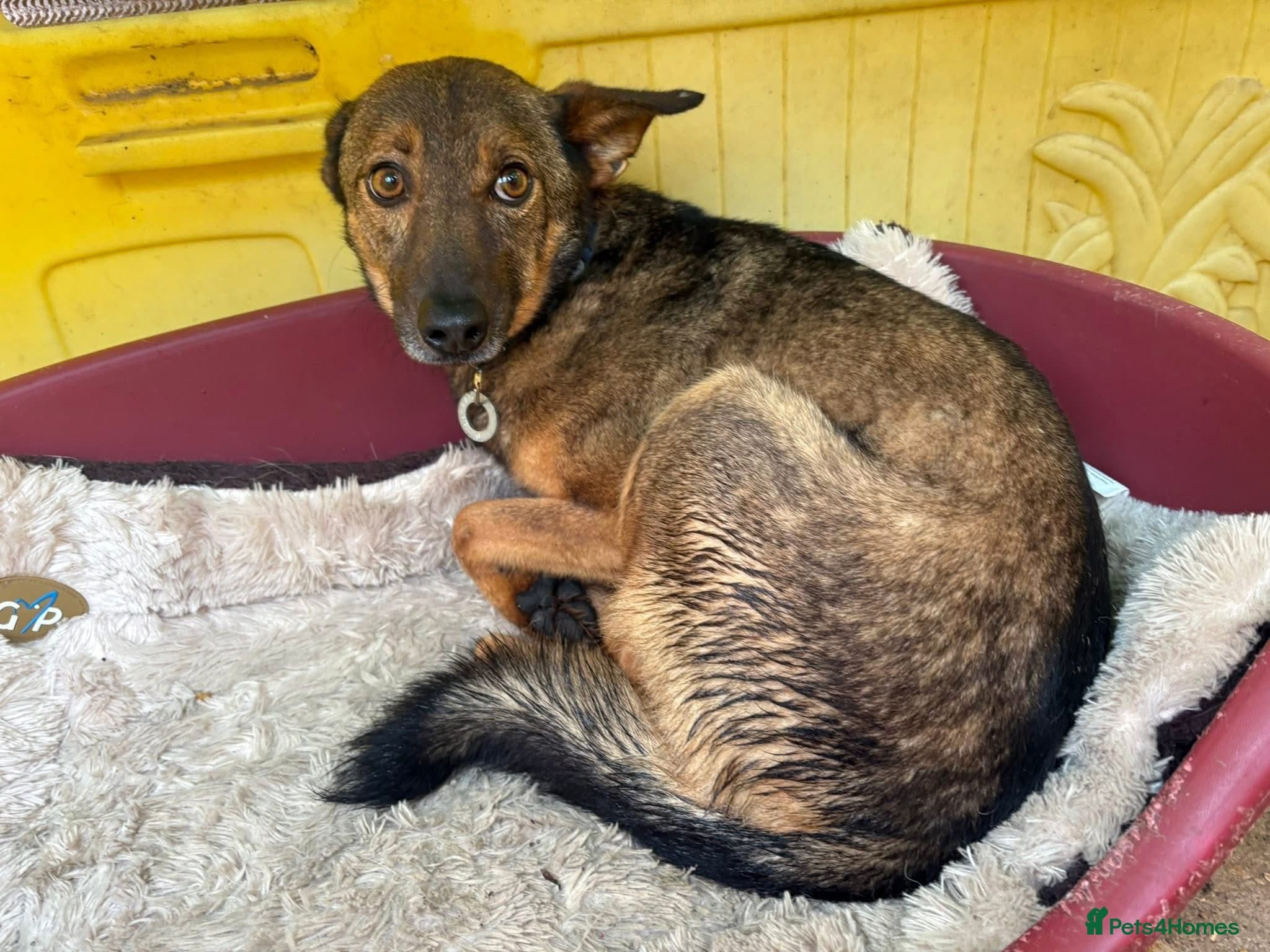 Figgy - Norwich Norfolk photo 6