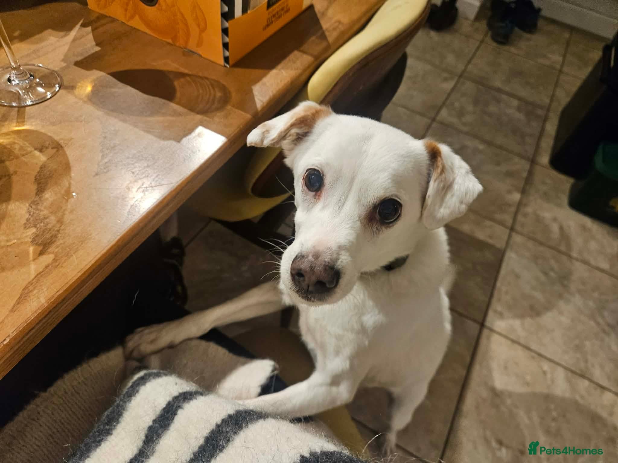 Sweet senior Bobby photo 9