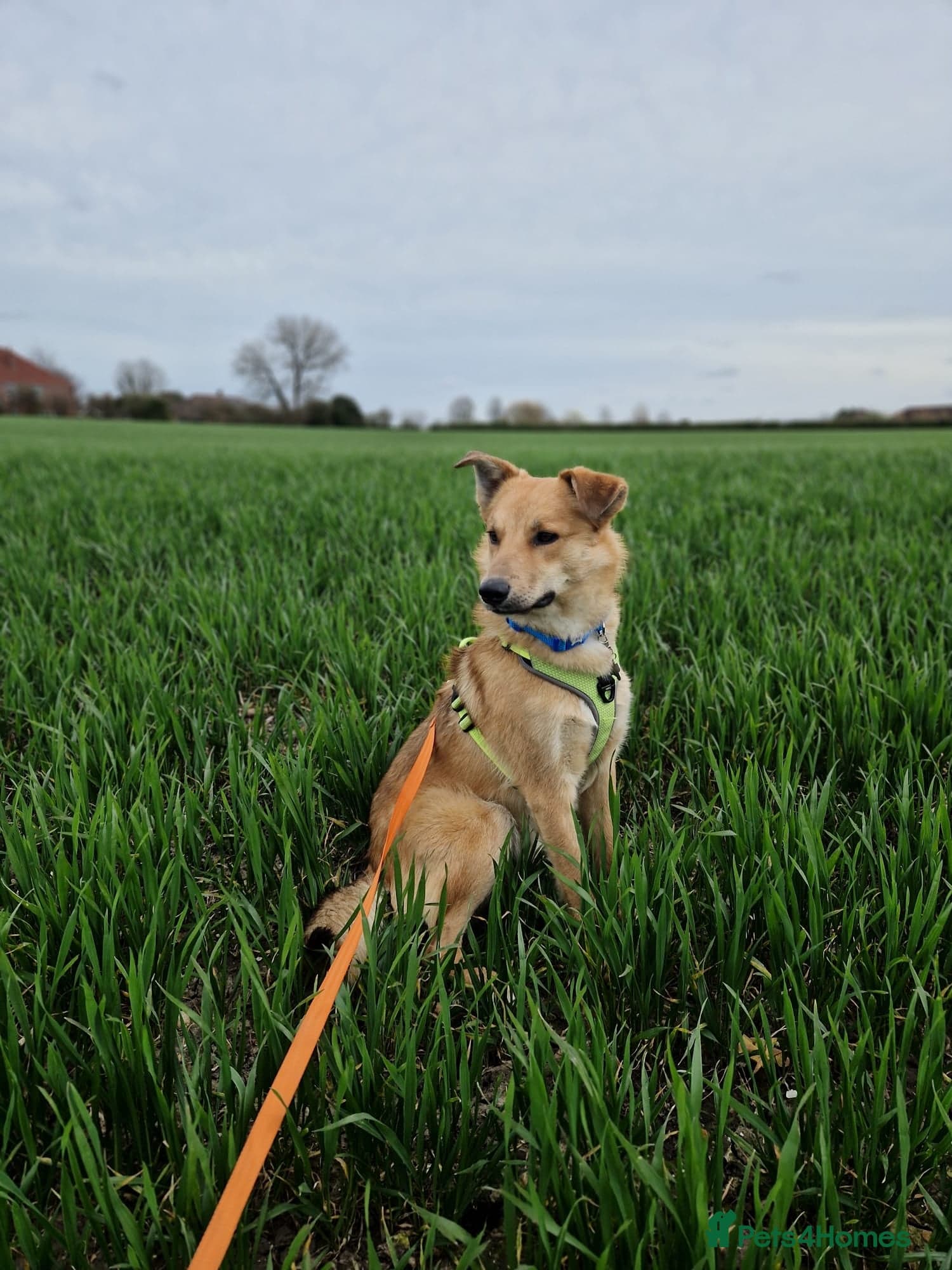 Cactus (yanik) photo 2