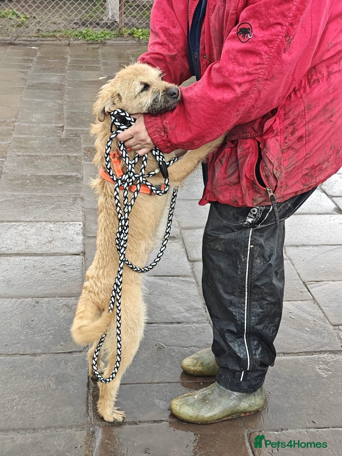 ๏ธ๐ถ bekki photo 8