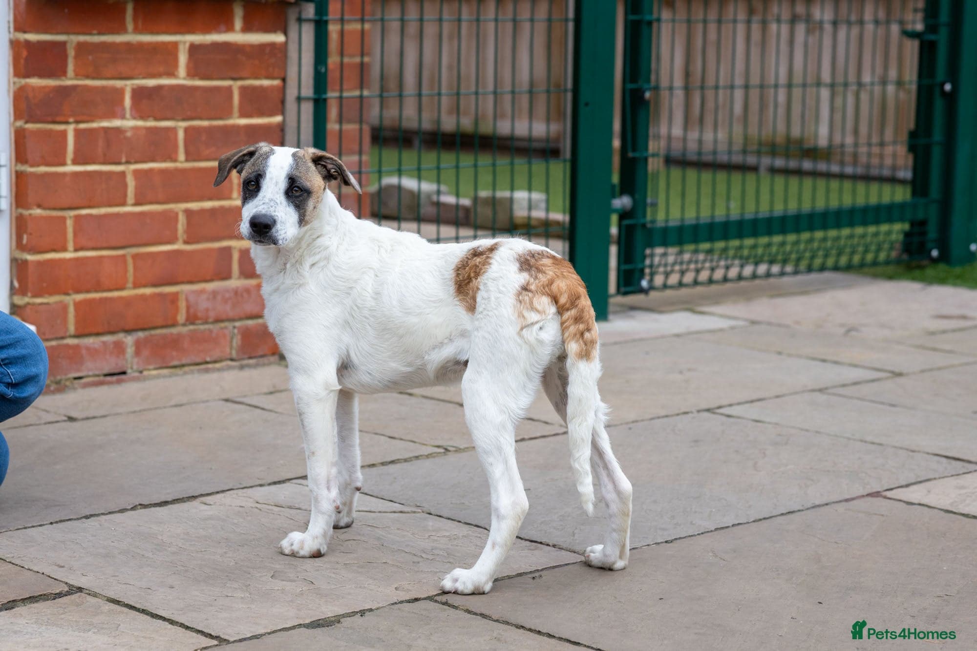 Petit Poppy photo 16