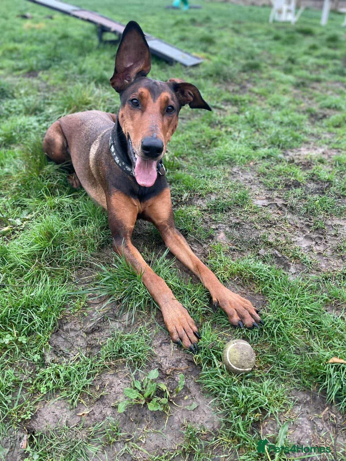 BONNIE ๐ Playful, Loving Girl photo 6