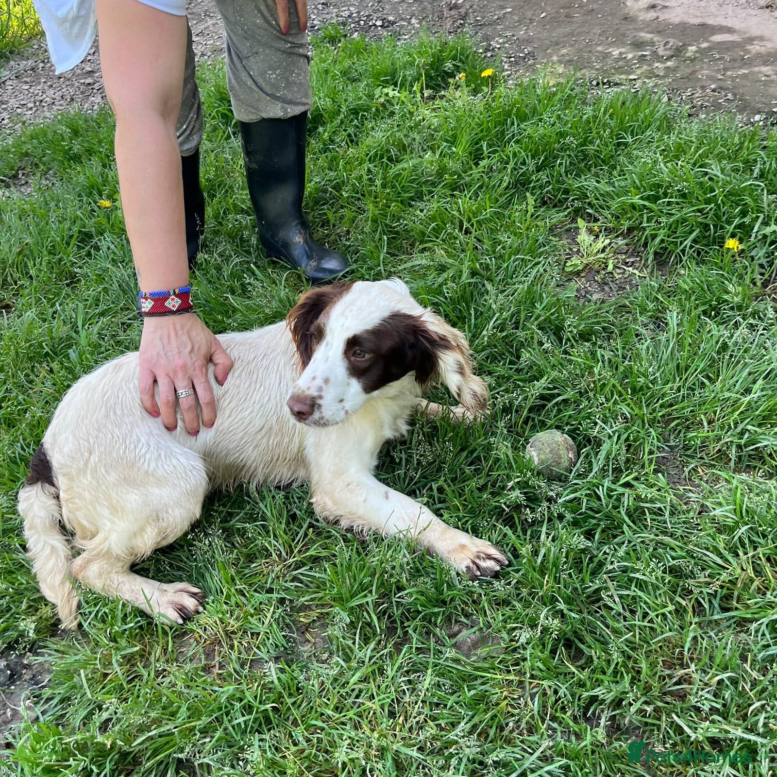 Springer Spaniel nine months old, Tino photo 9