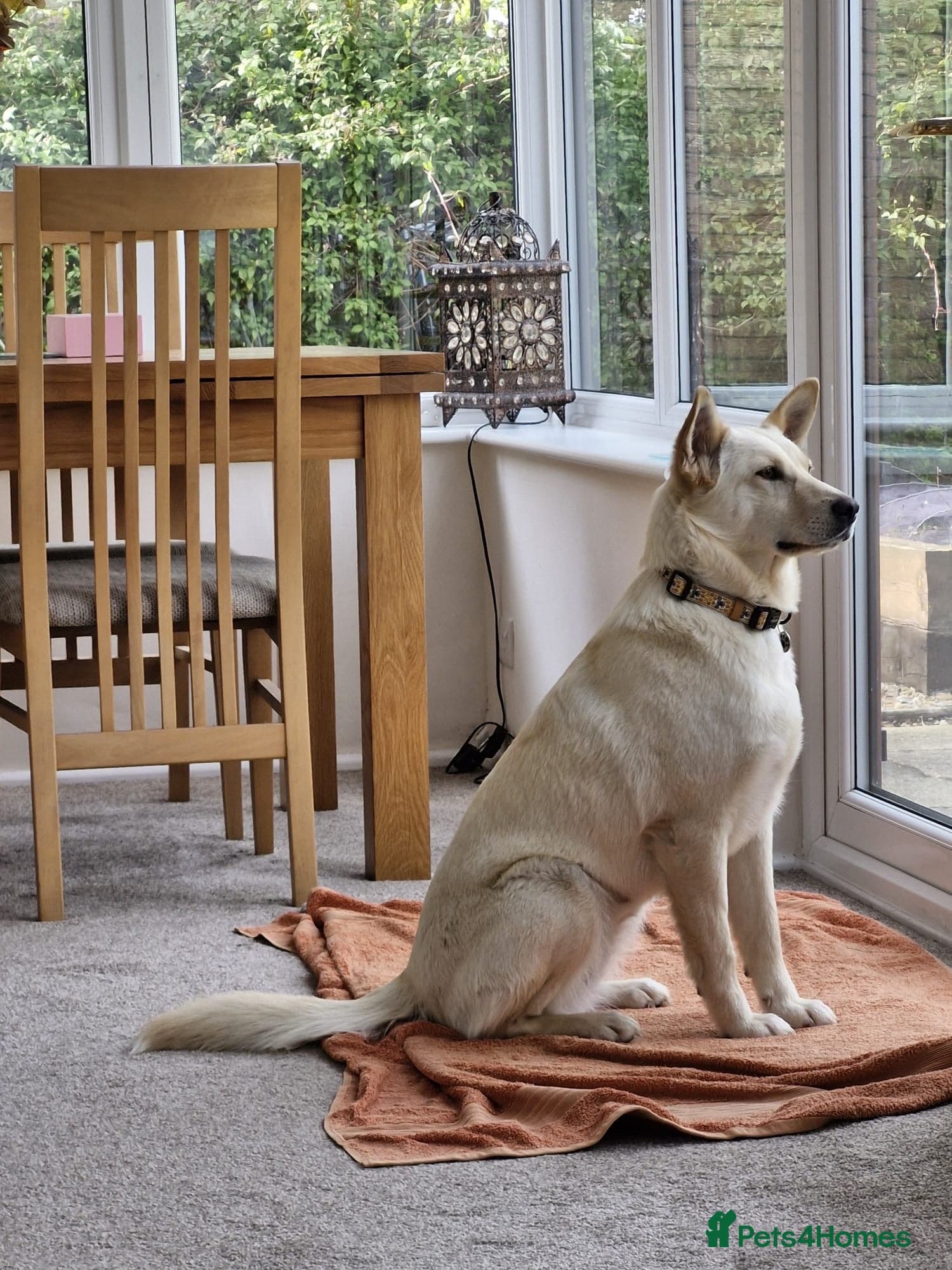 ️🐶 milady photo 4