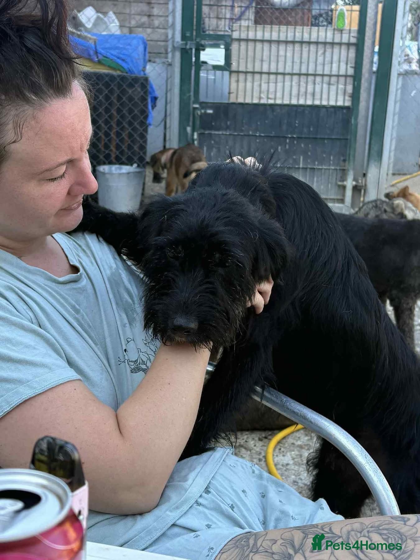 Micky - Norwich Norfolk — Mixed Breed