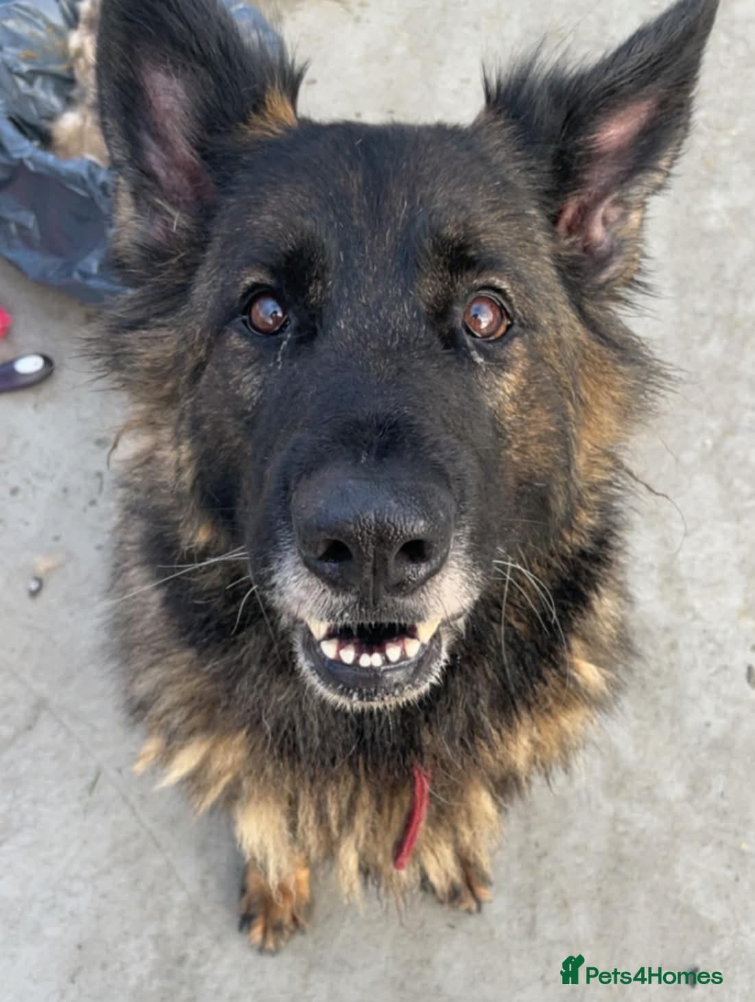 PHOEBE 8yr old GSD photo 2