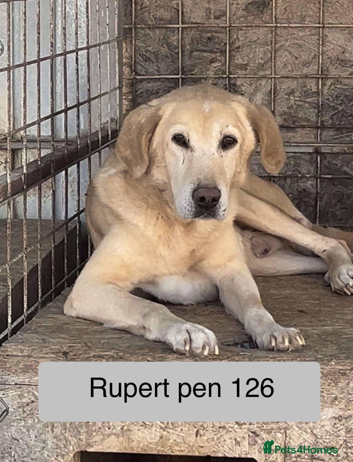 Rupert - Norwich Norfolk — Labrador Retriever