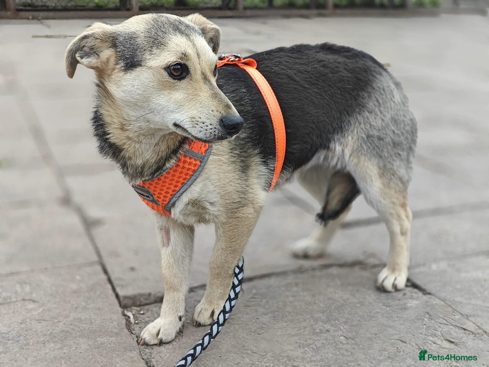 ️🐶 maree photo 12