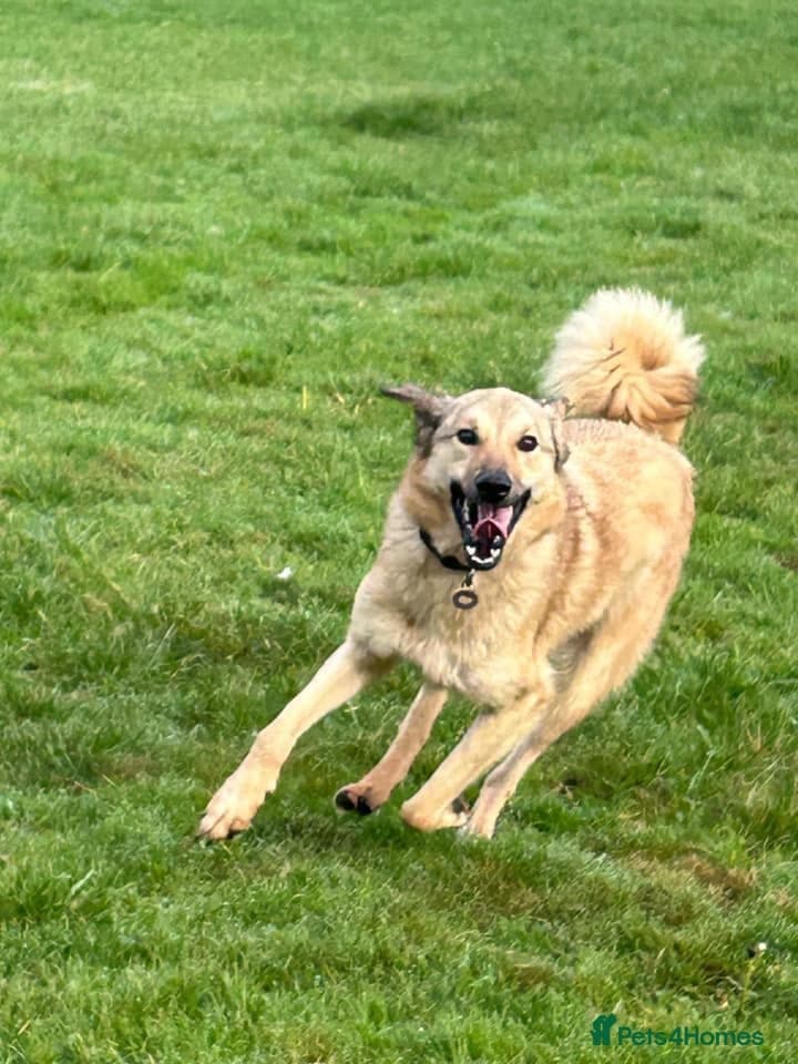 Pettern - Norwich Norfolk photo 21