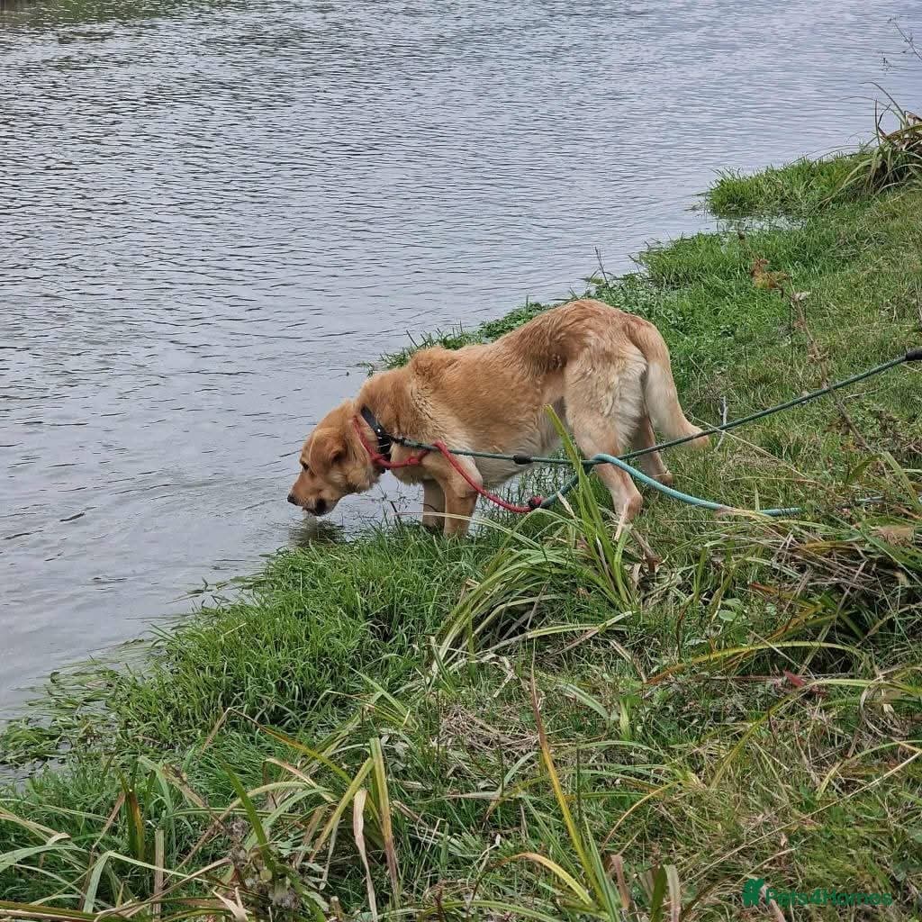 Meet Rex, currently residing in Essex photo 5