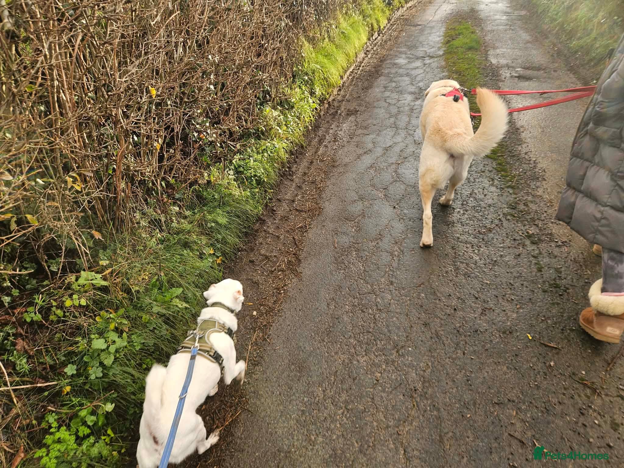 Sweet senior Bobby photo 8