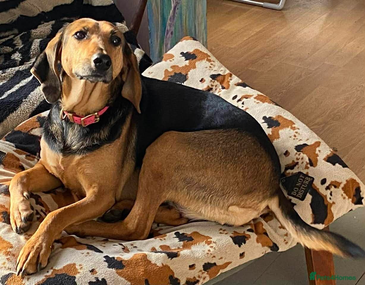 Bonnie — Mixed Breed