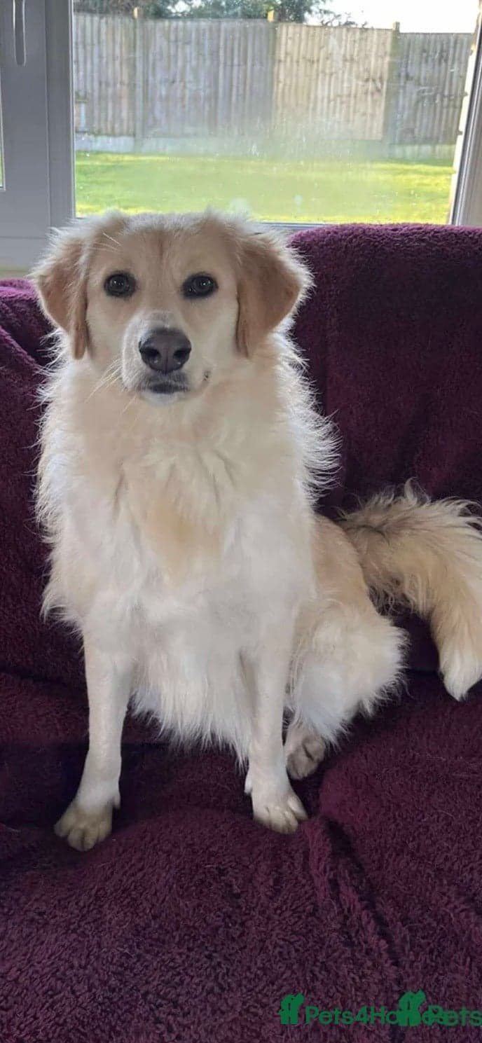 Perdita - now reserved photo 2