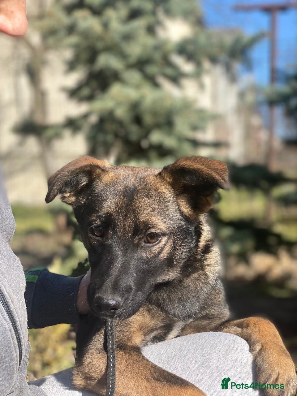 ️🐶 kuba photo 9