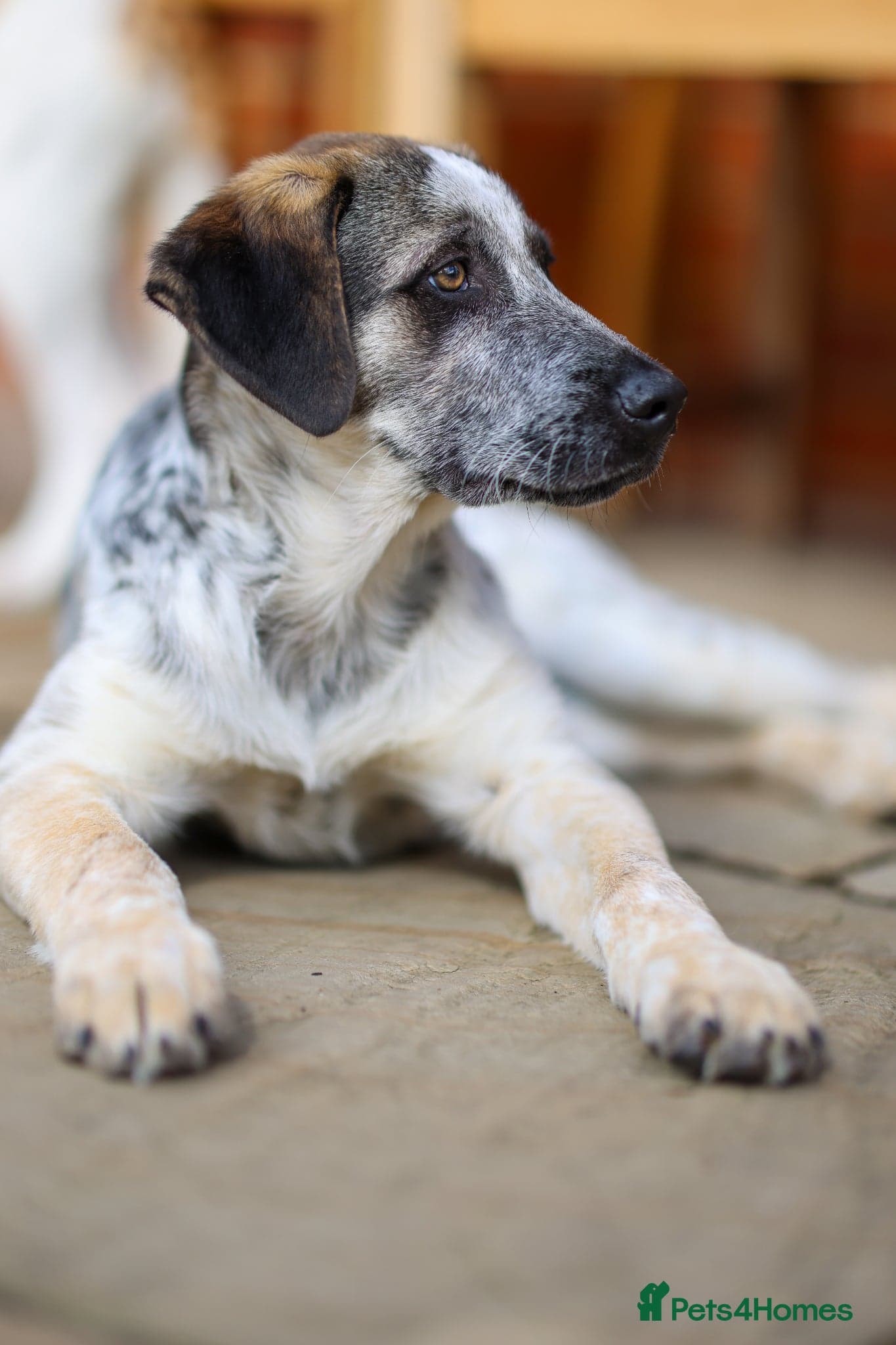 Easygoing Electra - Colourful Lab type photo 28