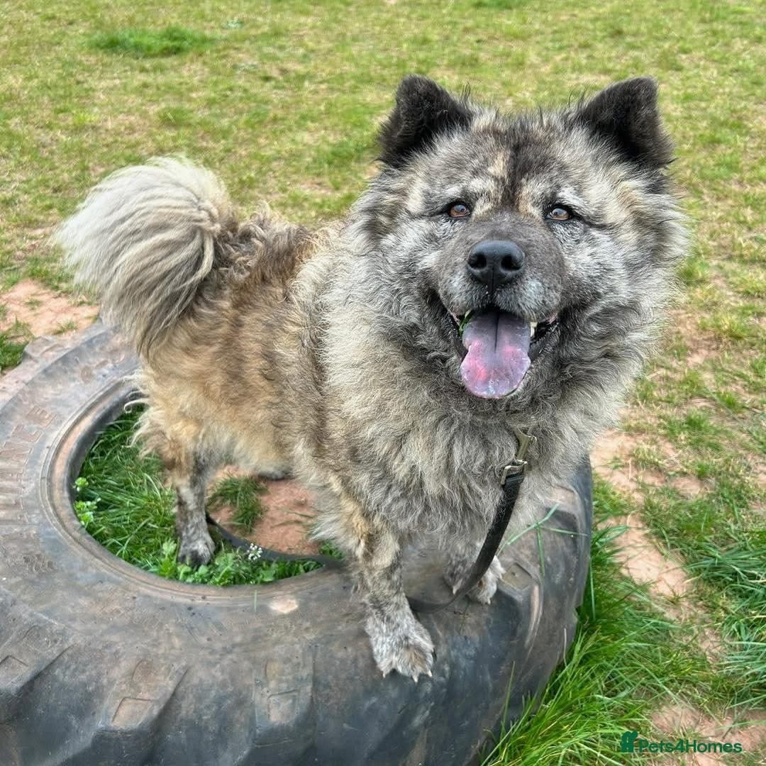 Luna Chow 💜 photo 13