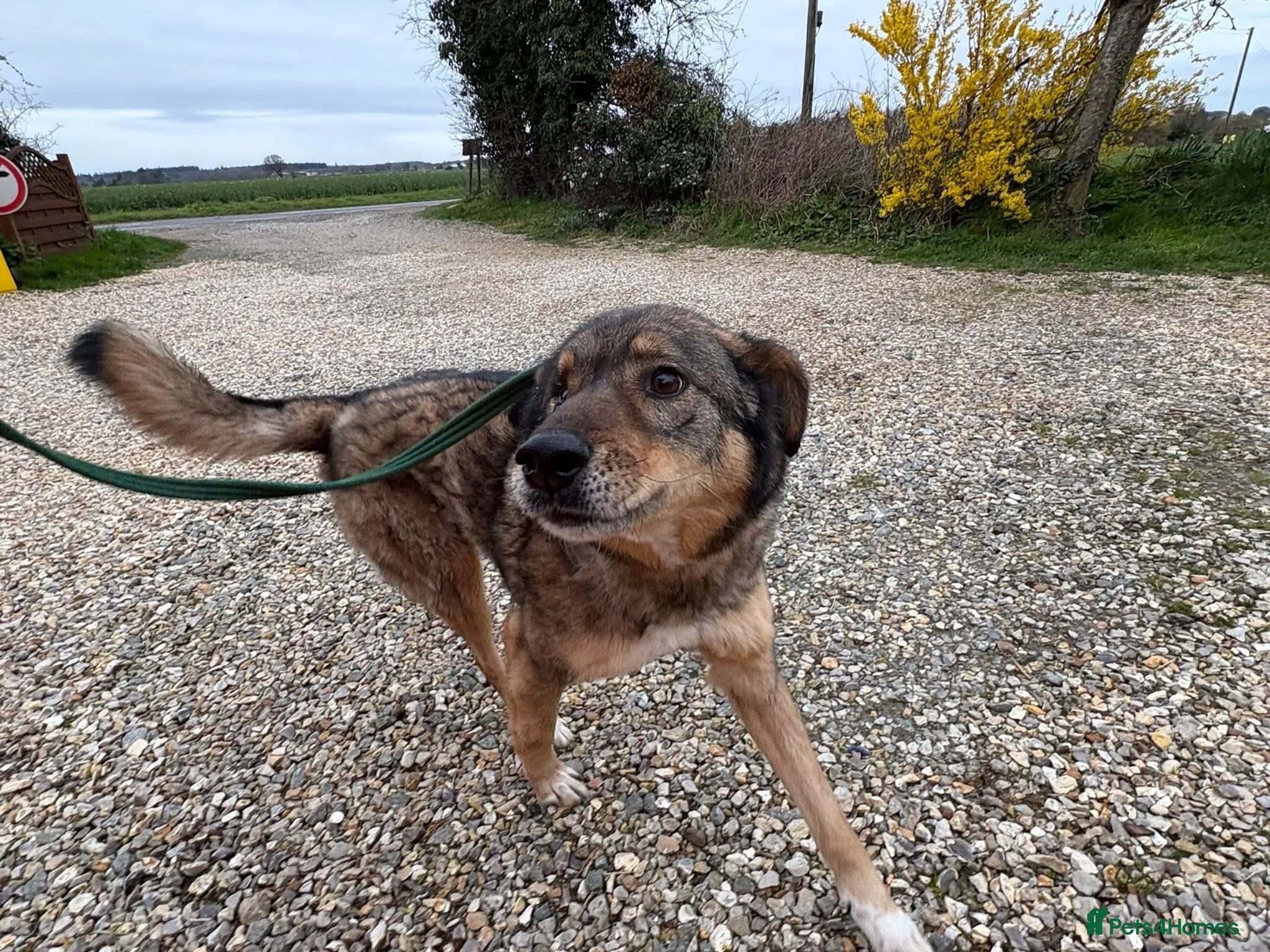 Rufus - Taverham Norfolk photo 5