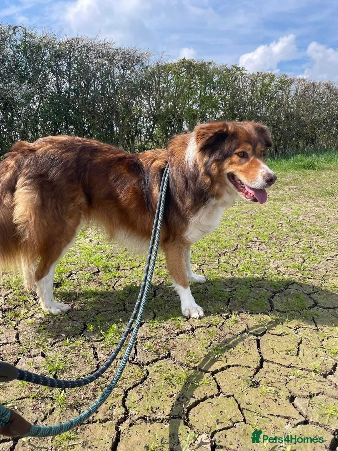 Meet Pongo, currently residing in Cheshire photo 9