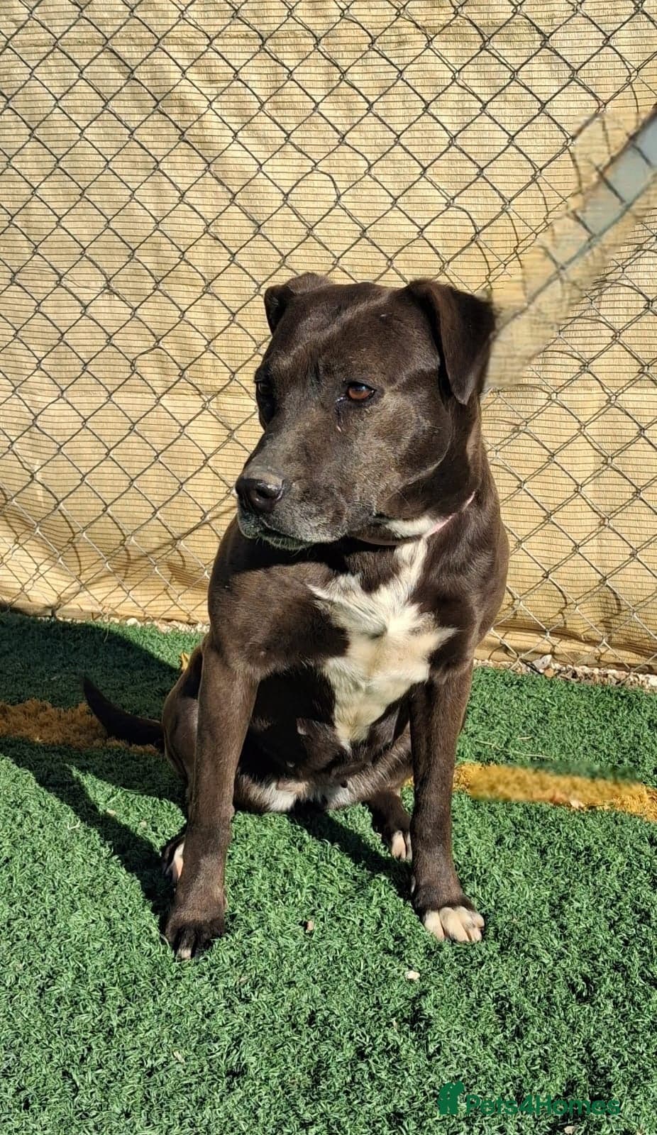 Sira🚨🐾 photo 3