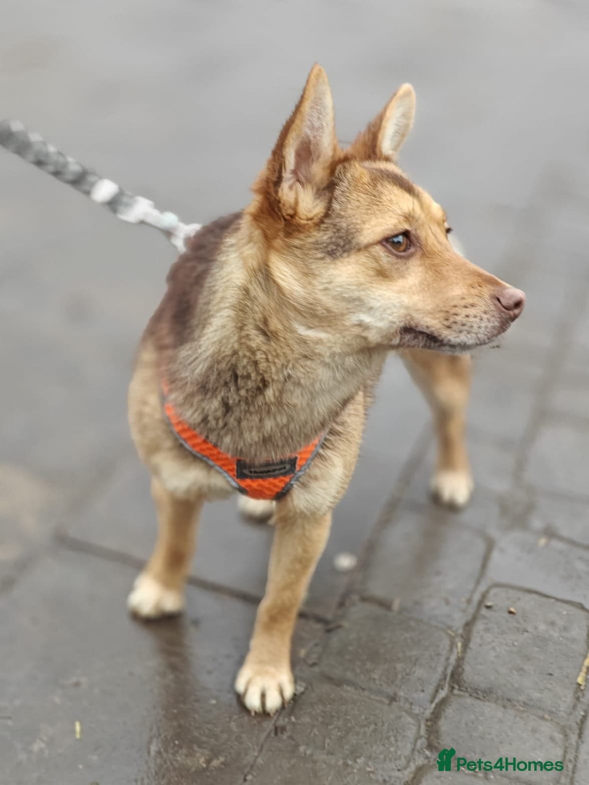 ️🐶 rudya photo 4