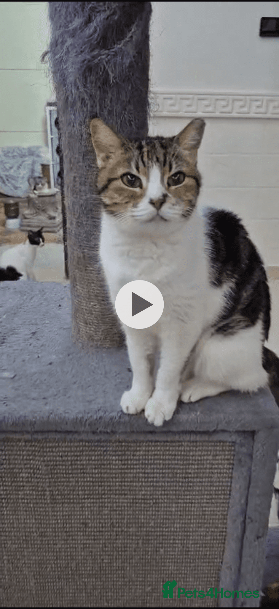 Elizabeth — Mixed Breed